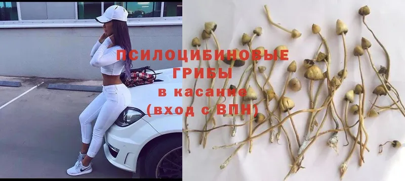 Псилоцибиновые грибы Psilocybe  OMG ссылка  Почеп 